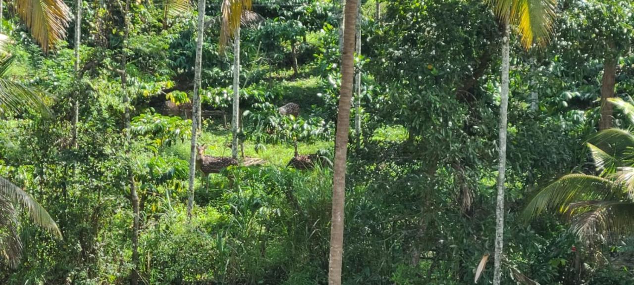 Kalidasa Tree House And Villa, Wayanad Chegāt Exterior foto