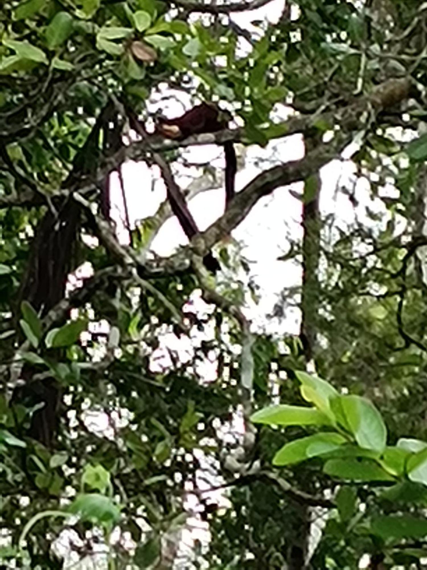 Kalidasa Tree House And Villa, Wayanad Chegāt Exterior foto