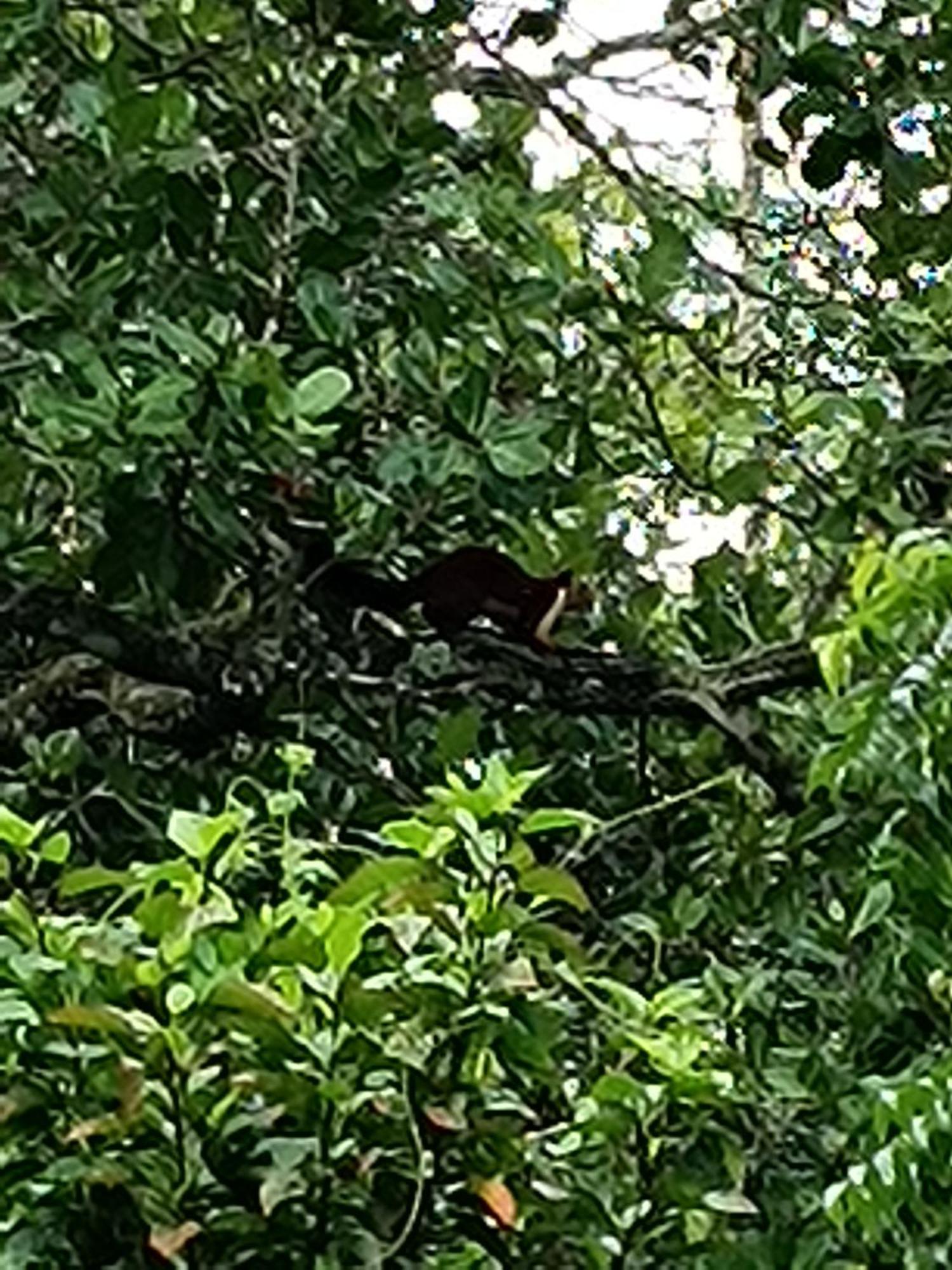 Kalidasa Tree House And Villa, Wayanad Chegāt Exterior foto